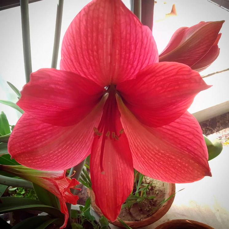 Amaryllis Hercules