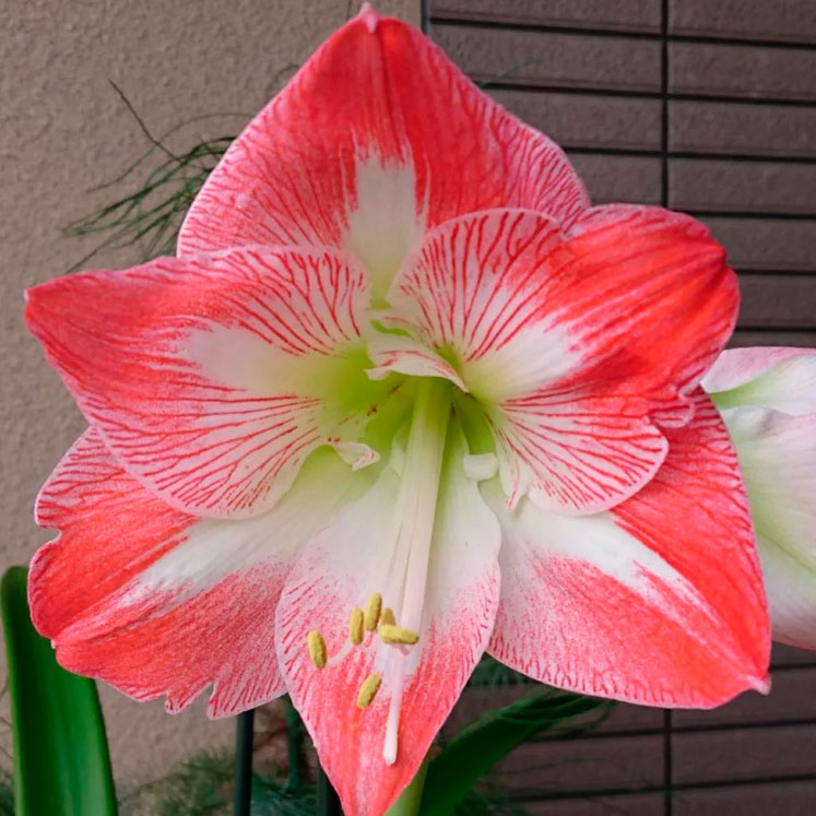 Amaryllis Minerva