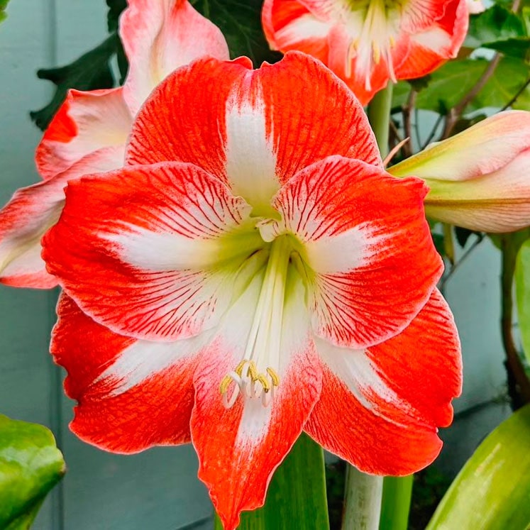 Amaryllis Minerva