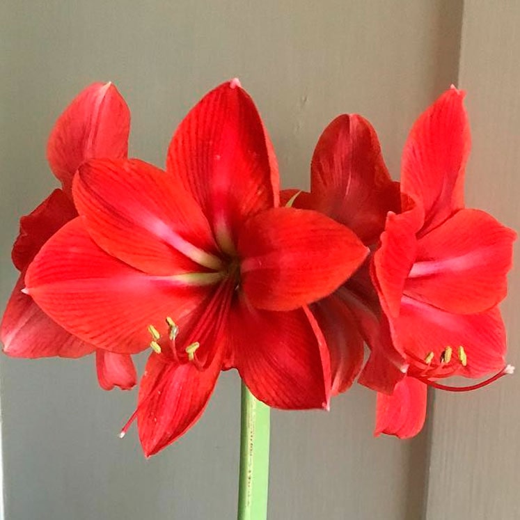 Amaryllis Red Lion