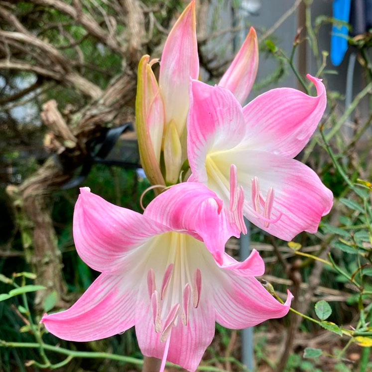 Amaryllis belladonna