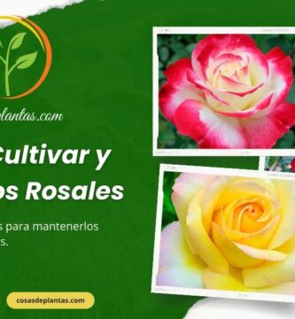 Cómo Cultivar y Cuidar los Rosales