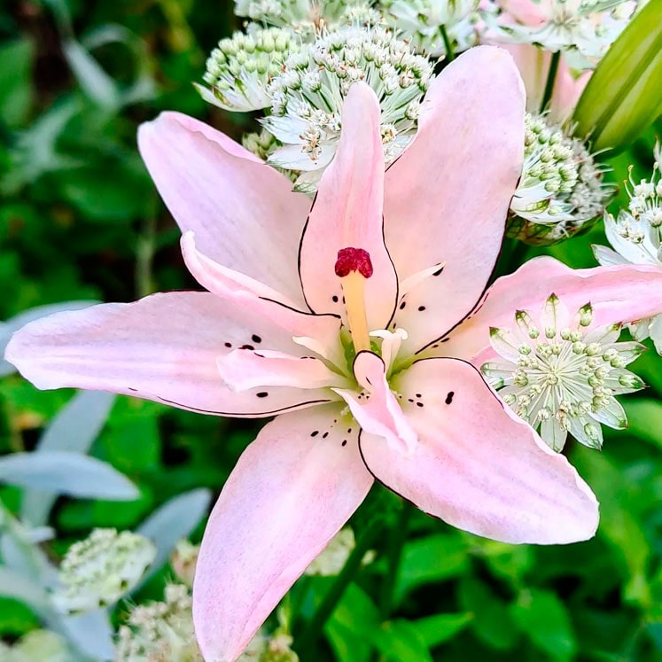 Cómo cuidar el Lilium