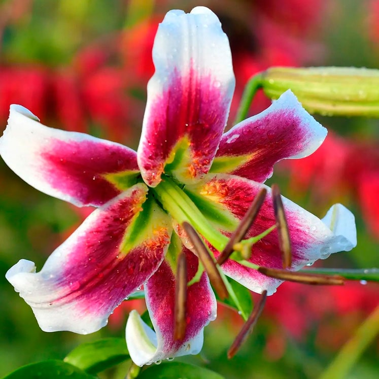 Cómo cultivar y cuidar el Lilium