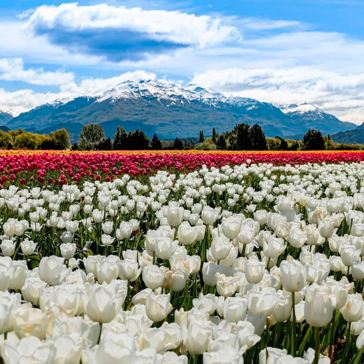 Cómo cultivar y cuidar tulipanes