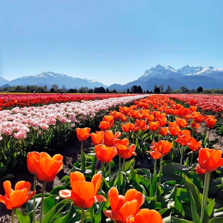 Cómo cultivar y cuidar tulipanes