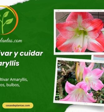 Cómo cultivar y cuidar Amaryllis