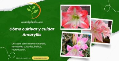 Cómo cultivar y cuidar Amaryllis