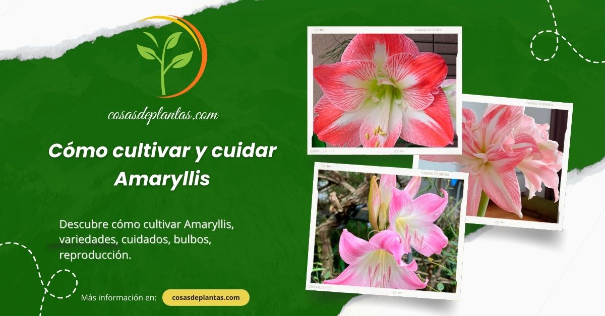 Cómo cultivar y cuidar Amaryllis