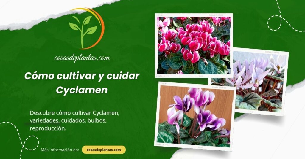 Cómo cultivar y cuidar el Cyclamen