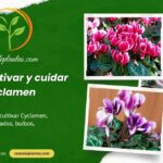 Cómo cultivar y cuidar el Cyclamen