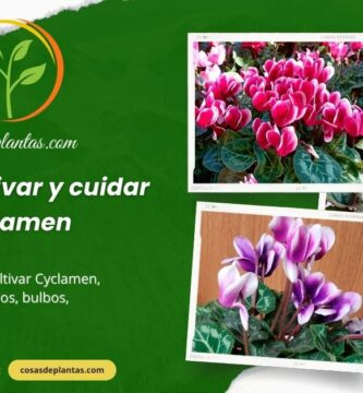 Cómo cultivar y cuidar el Cyclamen