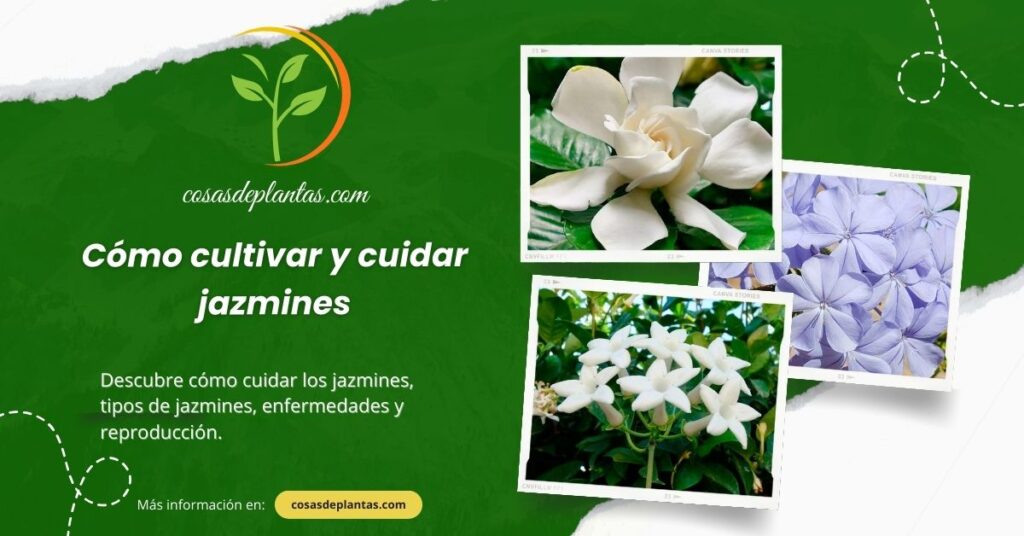 Cómo cultivar y cuidar jazmines