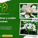 Cómo cultivar y cuidar jazmines