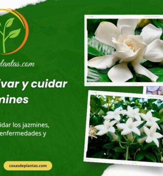 Cómo cultivar y cuidar jazmines