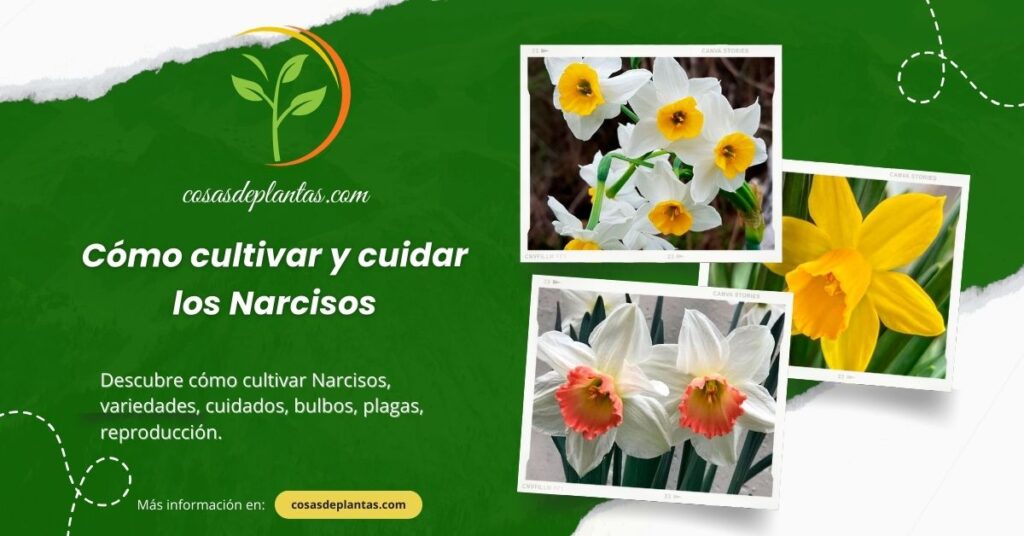 Cómo cultivar y cuidar los Narcisos