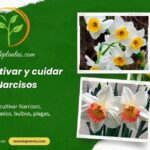 Cómo cultivar y cuidar los Narcisos