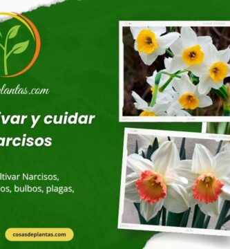 Cómo cultivar y cuidar los Narcisos