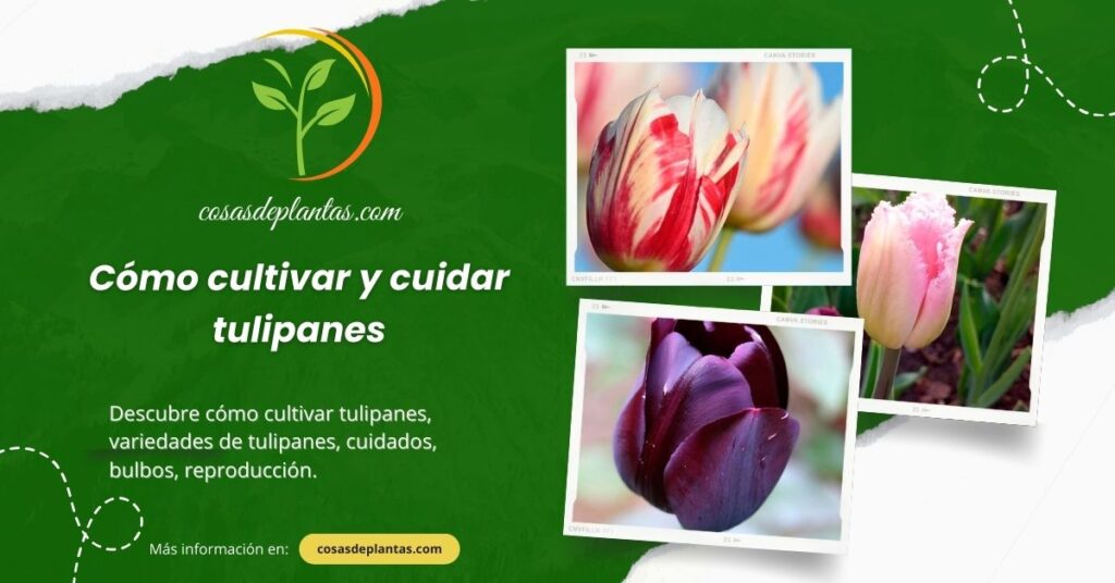 Cómo cultivar y cuidar tulipanes