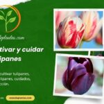 Cómo cultivar y cuidar tulipanes