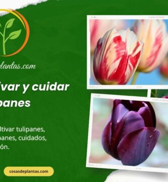Cómo cultivar y cuidar tulipanes