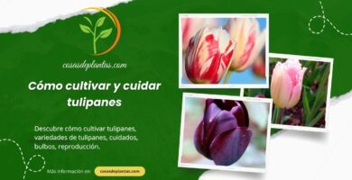 Cómo cultivar y cuidar tulipanes