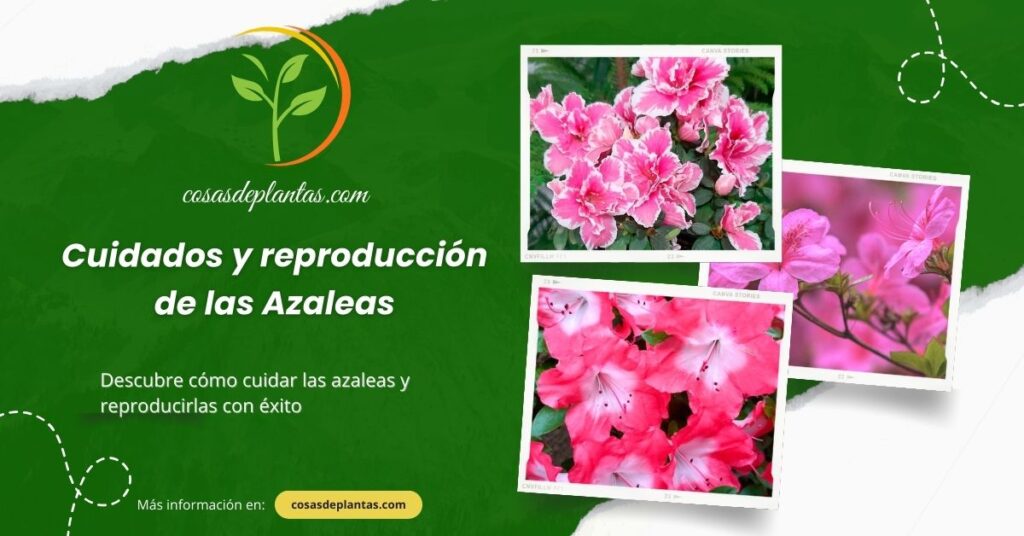 Cuidados y reproducción de las Azaleas