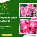 Cuidados y reproducción de las Azaleas