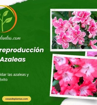 Cuidados y reproducción de las Azaleas
