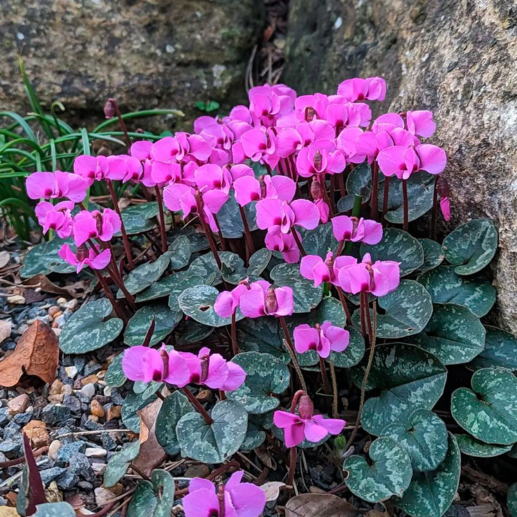 Cyclamen coum