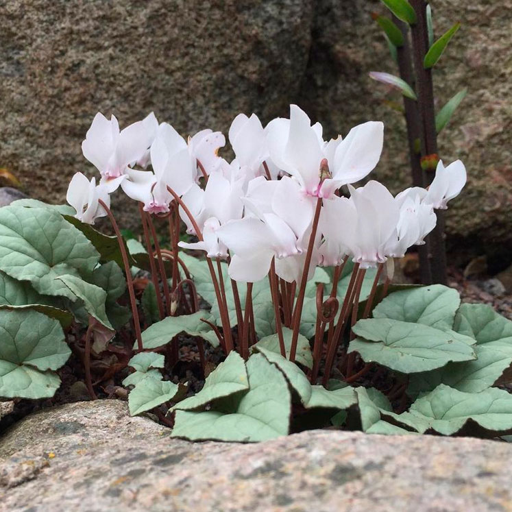 Cyclamen hederifolium