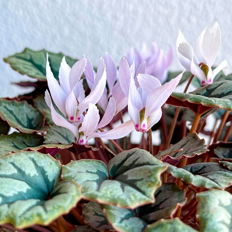 Cyclamen mirabile