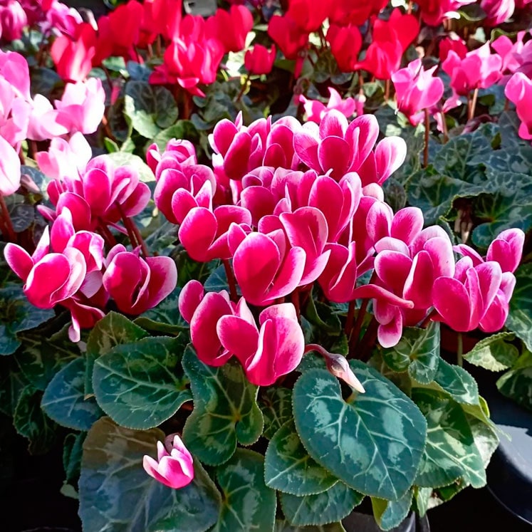 Cyclamen persicum