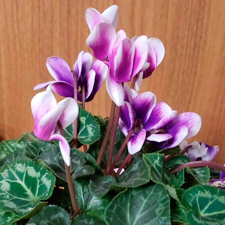 Cyclamen persicum