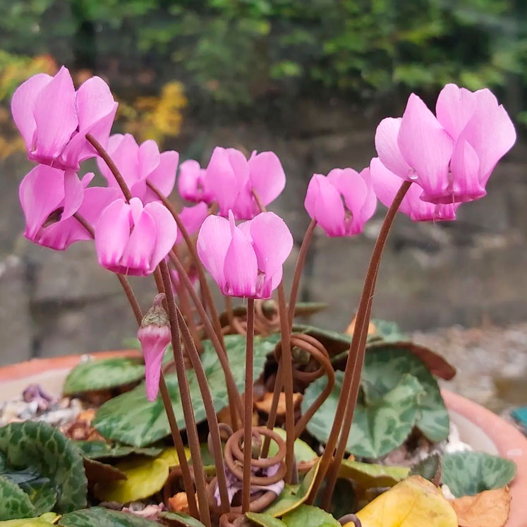 Cyclamen purpurascens