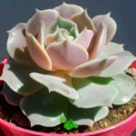 Echeveria-Lola-10.jpg