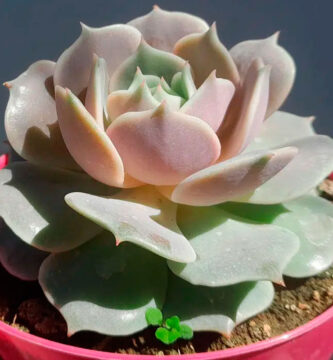 Echeveria-Lola-10.jpg