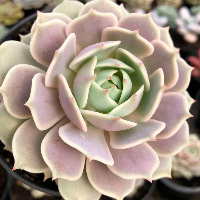 Echeveria Lola de @nicesuculentas