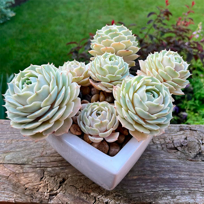 Echeveria Lola