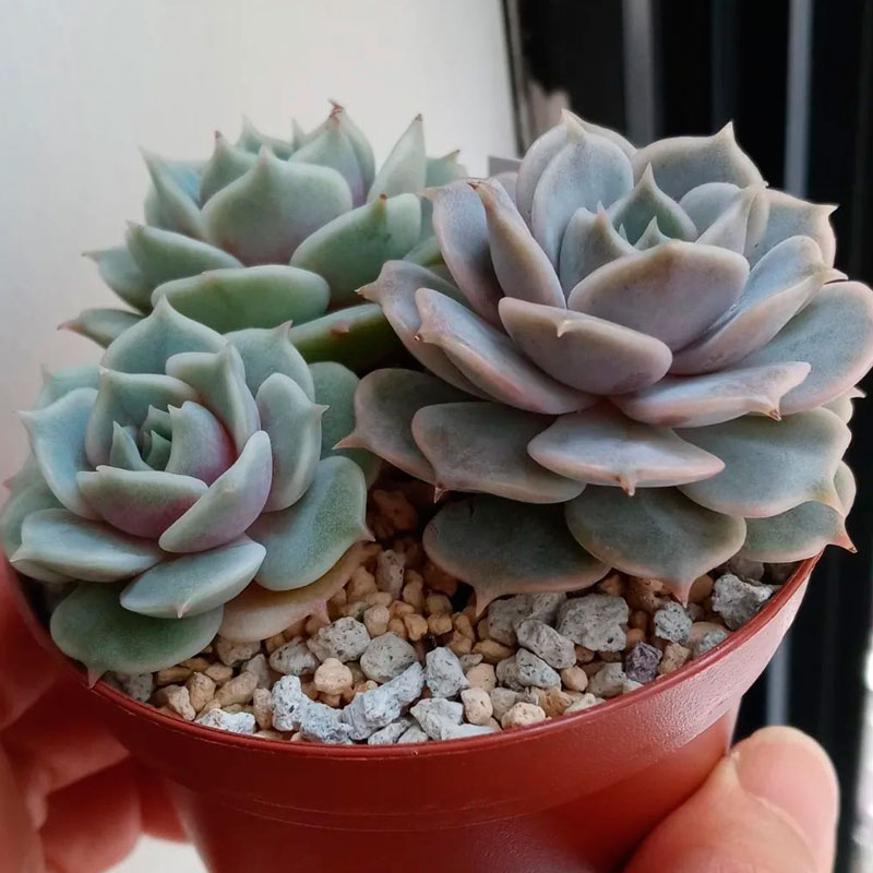 Echeveria Lola