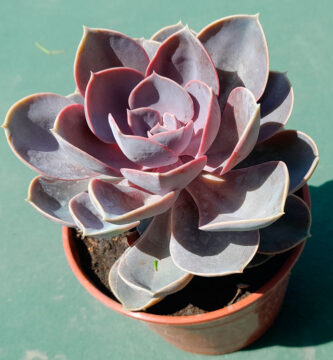 Echeveria Perle von Nurnberg