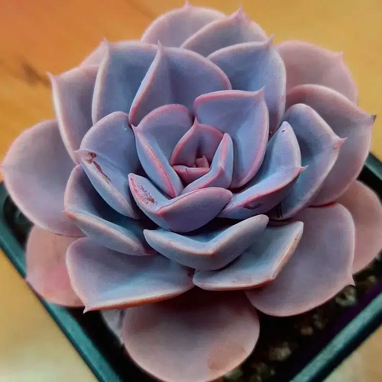 Echeveria Perle von Nurnberg