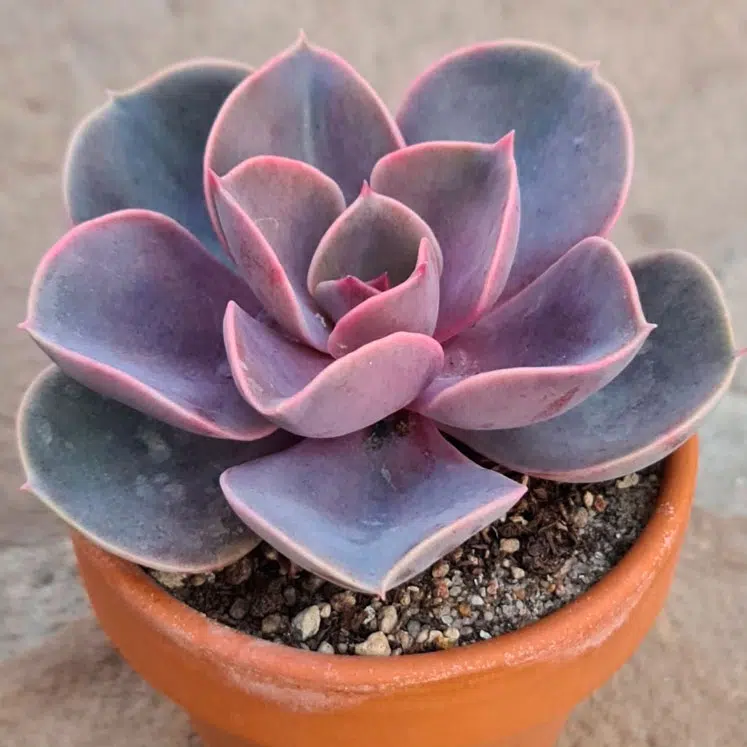 Echeveria Perle von Nurnberg