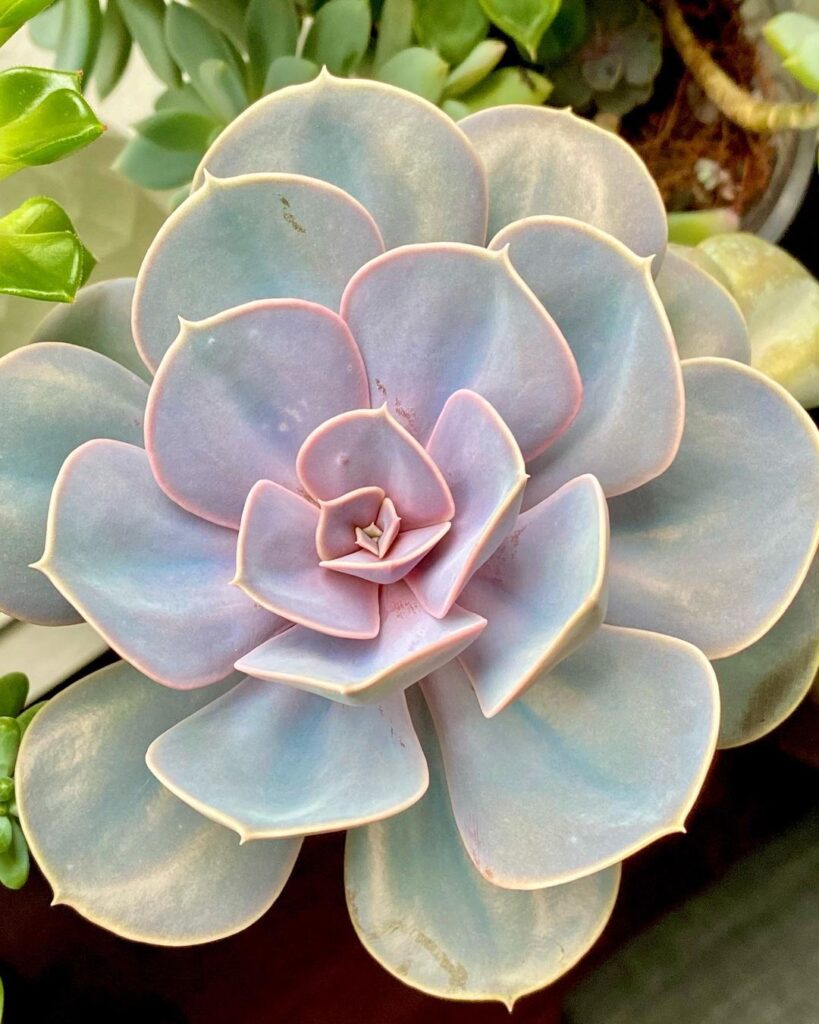 Echeveria Perle von Nurnberg de @feelslikesunshine.succs