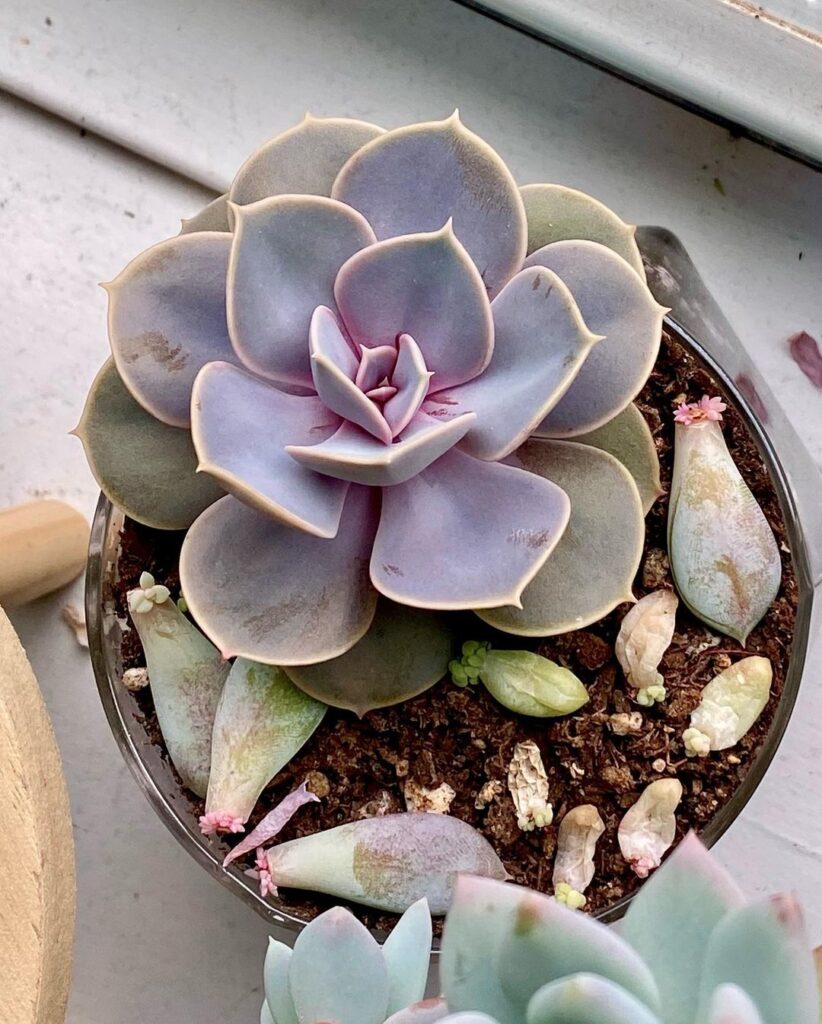 Echeveria Perle von Nurnberg