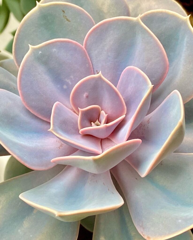 Echeveria Perle von Nurnberg