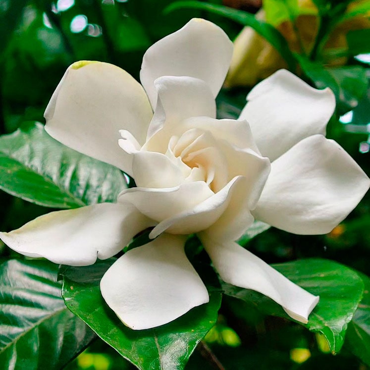 Gardenia jasminoides