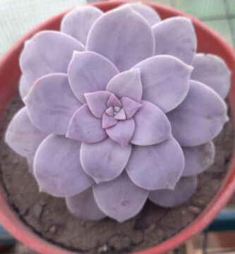 Graptopetalum superbum