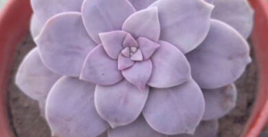 Graptopetalum superbum