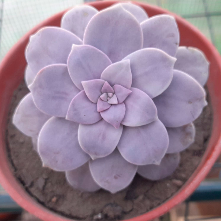 Graptopetalum superbum